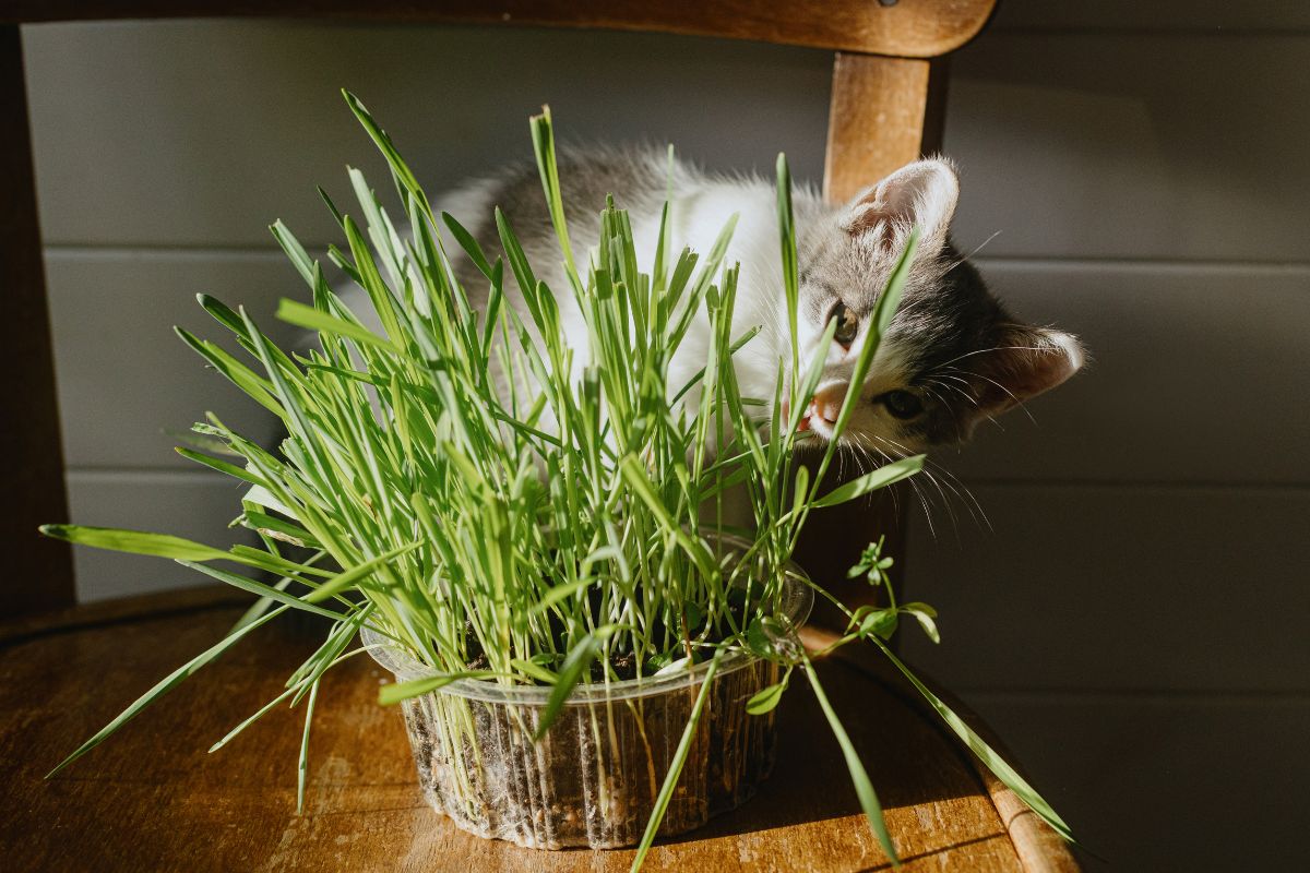 Purrfect FelineFriendly Herbs to Grow for Cats The Seed Collection